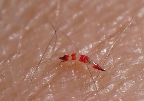 Haplothrips subtilissimus